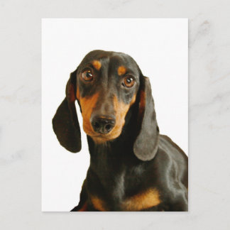 Cute Dachshund (Miniature Brown Short Haire) Briefkaart