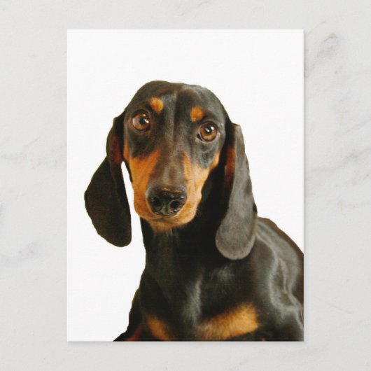 Cute Dachshund (Miniature Brown Short Haire) Briefkaart (Voorkant)