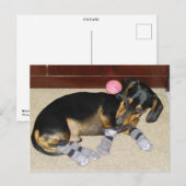 Cute Dachshund Wearing Socks Briefkaart (Voorkant / Achterkant)