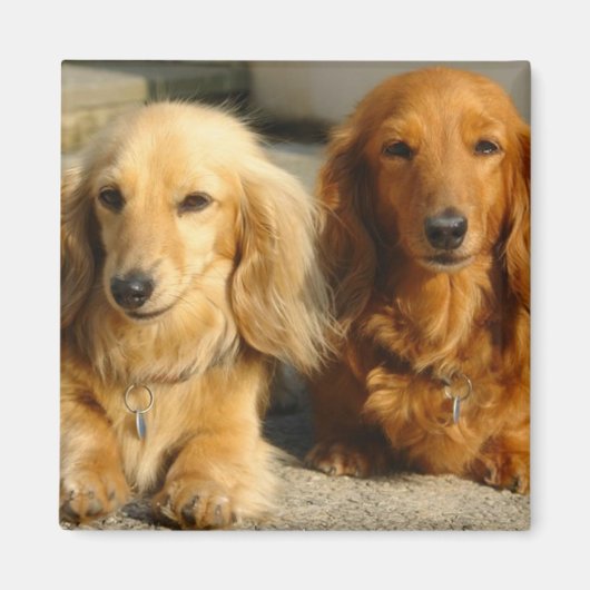 Cute dachshunds magneet (Voorkant)