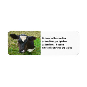 Cute Dairy Cow Calf Etiket