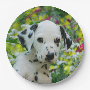 Cute Dalmatian Dog Cute Puppy Portret - Papieren Bordje