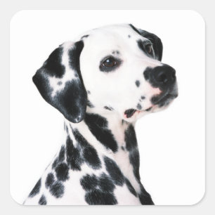 Cute Dalmatian Dog Vierkante Sticker