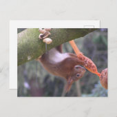 Cute Dangling Squirrel DIY Briefkaart (Voorkant / Achterkant)