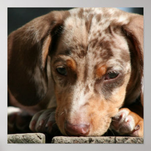 Cute Daschund Puppy Poster