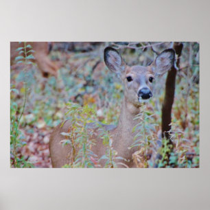 Cute Deer in een bos Poster