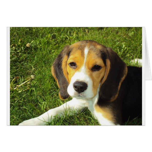 Cute Dog (Voorkant Horizontaal)