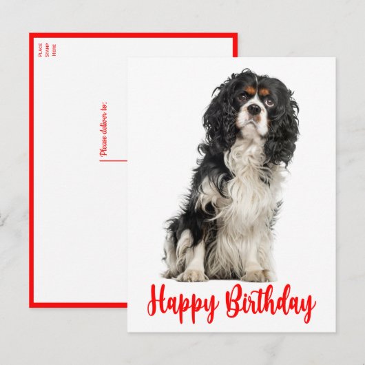 Cute Dog Cavalier King Charles Spaniel Birthday Po Briefkaart (Voorkant / Achterkant)
