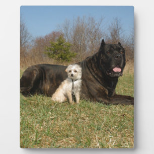 Cute Dog Couple Fotoplaat