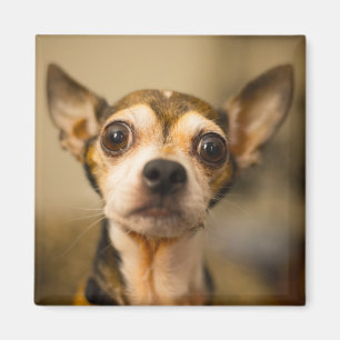 Cute Dog magnet 10 Magneet