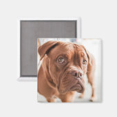 Cute Dog magnet 11 Magneet (Voorkant / Achterkant)