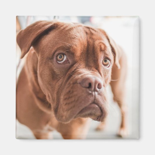 Cute Dog magnet 11 Magneet (Voorkant)