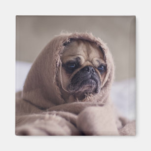 Cute Dog magnet 3 Magneet