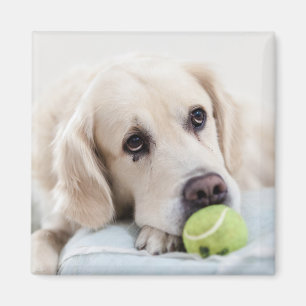Cute Dog magnet 4 Magneet