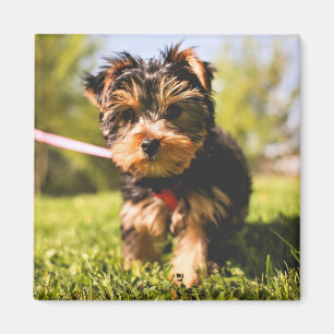 Cute Dog magnet 5 Magneet