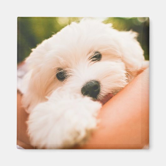 Cute Dog magnet 9 Magneet (Voorkant)