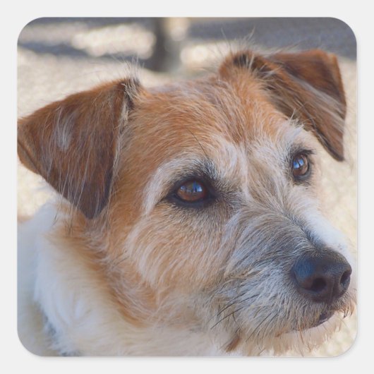 Cute dog vierkante sticker (Voorkant)