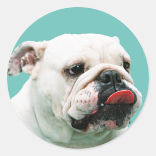 Cute dog white Bulldog Ronde Sticker