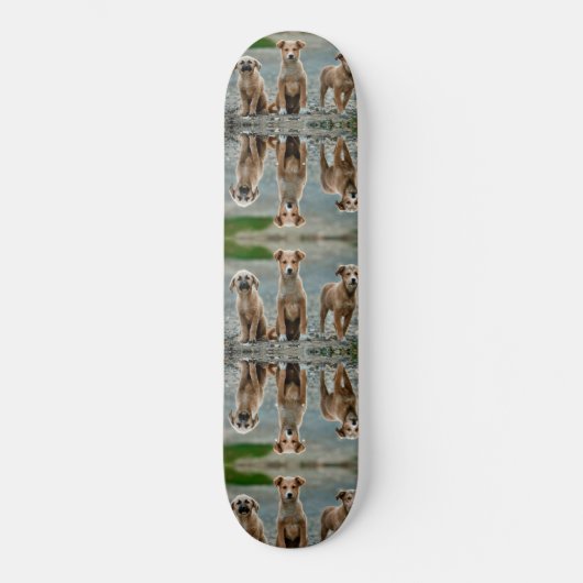 Cute Dogs Skateboard (Voorkant)