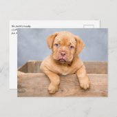 Cute Dogue de Bordeaux Puppy Dog Briefkaart (Voorkant / Achterkant)