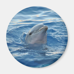 Cute Dolphin Face in Ocean Magneet