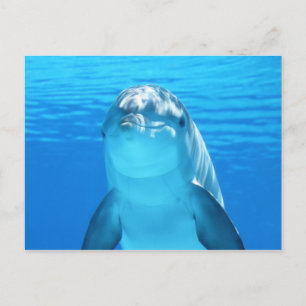 Cute Dolphin Marine Animal in Blue Zee Briefkaart