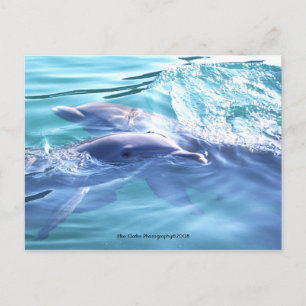 Cute Dolphins Photo Briefkaart