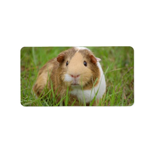 Cute Domestic Guinea Pig Etiket (Voorkant)