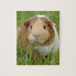 Cute Domestic Guinea Pig Legpuzzel