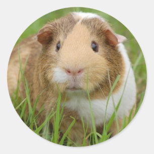 Cute Domestic Guinea Pig Ronde Sticker