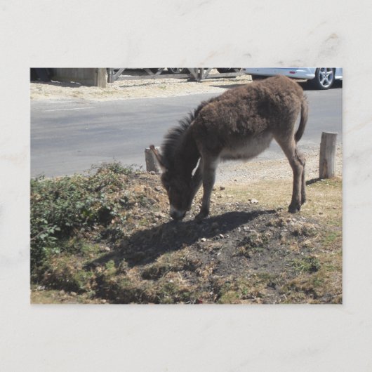 Cute Donkey Foal Briefkaart (Voorkant)