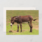 Cute Donkey heeft een groot Briefkaart (Voorkant / Achterkant)