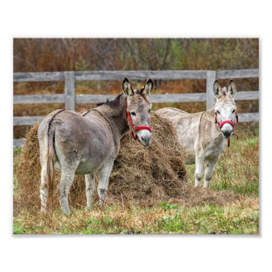 Cute Donkeys Foto Afdruk (Voorkant)