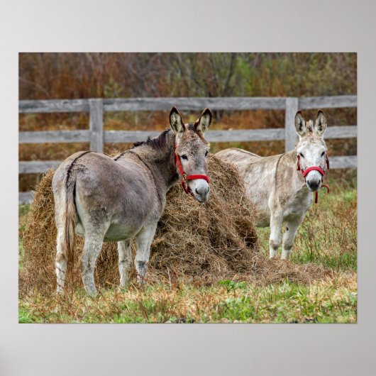 Cute Donkeys Poster (Voorkant)