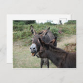 Cute Donkeys Yawning Briefkaart (Voorkant / Achterkant)