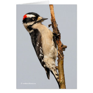 Cute Downy Woodpecker op fruitbomen