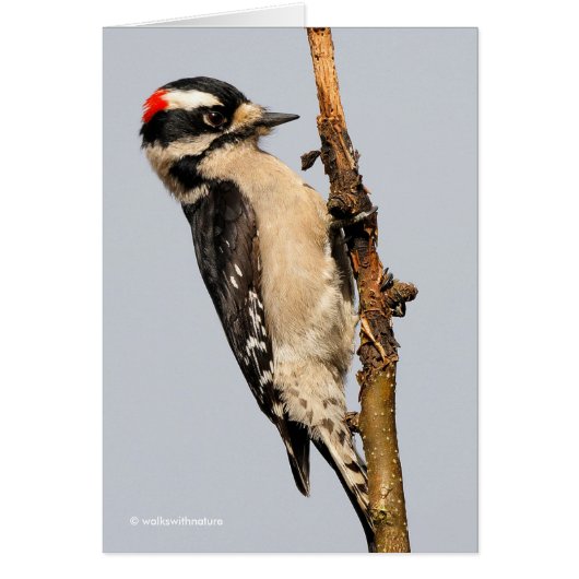 Cute Downy Woodpecker op fruitbomen (Voorkant)