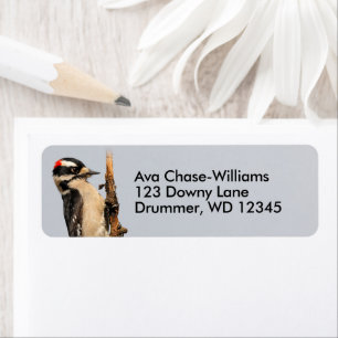 Cute Downy Woodpecker op fruitbomen Etiket