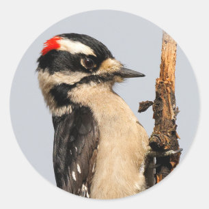 Cute Downy Woodpecker op fruitbomen Ronde Sticker