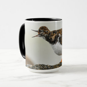 Cute Dramatic Ruddy Turnstone Georgia Fotografie Mok