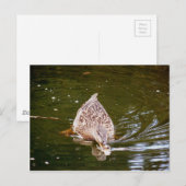 Cute Duck Feeding Briefkaart (Voorkant / Achterkant)