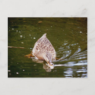 Cute Duck Feeding Briefkaart