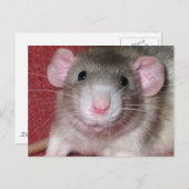 Cute Dumbo Rat Briefkaart (Voorkant / Achterkant)