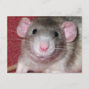 Cute Dumbo Rat Briefkaart