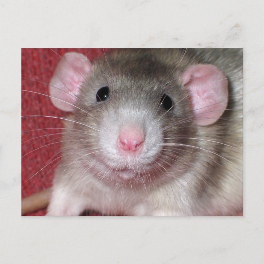 Cute Dumbo Rat Briefkaart (Voorkant)