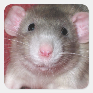 Cute Dumbo Rat Vierkante Sticker