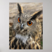Cute eagle owl poster (Voorkant)