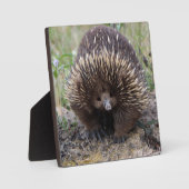 Cute Echidna uit Australië Fotoplaat (Voorkant)