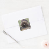 Cute Echidna uit Australië Vierkante Sticker (Envelop)