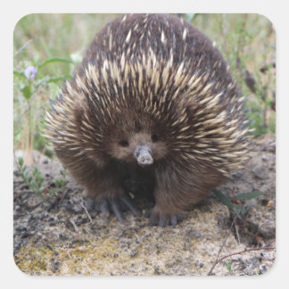 Cute Echidna uit Australië Vierkante Sticker